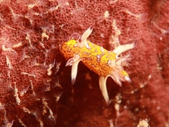 Trapania miltabrancha