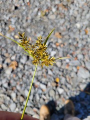 Cyperus eragrostis