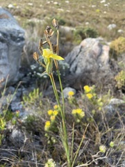 Bobartia gladiata