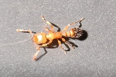Tetramorium