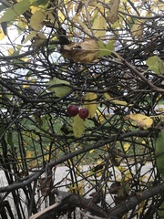 Crataegus crus-galli