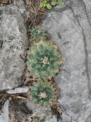 Mammillaria meiacantha