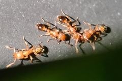 Tetramorium