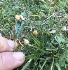Psilocybe semilanceata