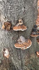 Daedaleopsis confragosa