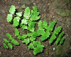 Dryopteris cristata