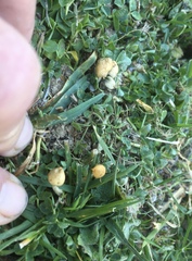 Psilocybe semilanceata