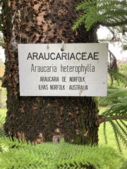 Araucaria heterophylla