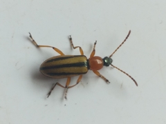 Neoeutrapela
