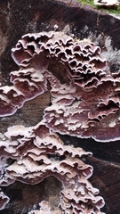 Trichaptum abietinum