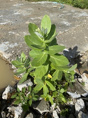 Calotropis gigantea