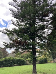 Araucaria heterophylla