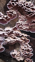 Trichaptum abietinum