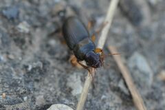 Harpalus griseus