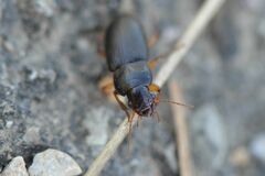 Harpalus griseus