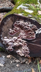 Trichaptum abietinum