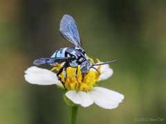 Thyreus himalayensis