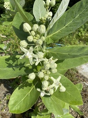 Calotropis gigantea