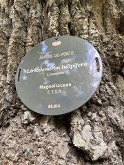 Liriodendron tulipifera