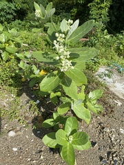 Calotropis gigantea