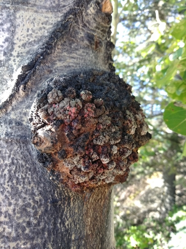 Corky bark disease