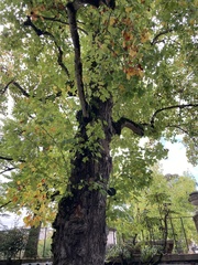 Liriodendron tulipifera