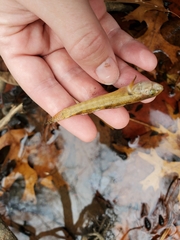 Etheostoma crossopterum