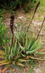 Aloe succotrina