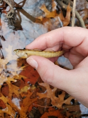 Etheostoma crossopterum