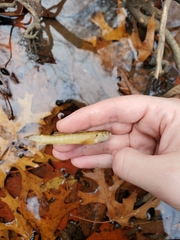 Etheostoma crossopterum