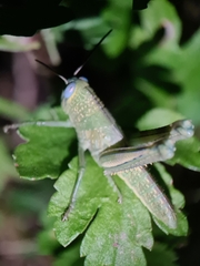 Valanga irregularis