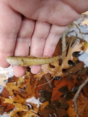 Etheostoma crossopterum
