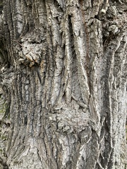 Liriodendron tulipifera