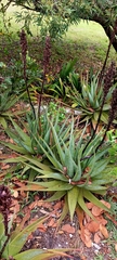 Aloe succotrina