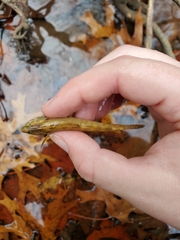 Etheostoma crossopterum