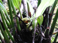 Bothriechis lateralis