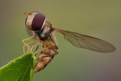 Episyrphus viridaureus