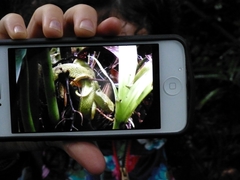 Bothriechis lateralis