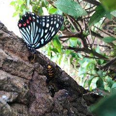 Hestina assimilis assimilis