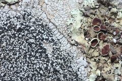 Diplotomma chlorophaeum