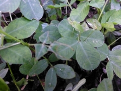 Arachis pintoi