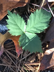 Rubus flagellaris