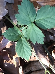 Rubus flagellaris