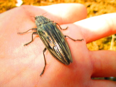 Chalcophora japonica japonica