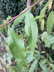 Prunus persica