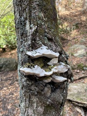 Rigidoporus