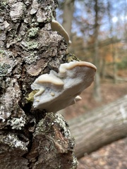 Rigidoporus