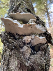 Rigidoporus