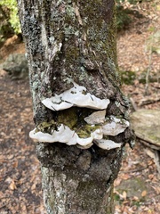 Rigidoporus