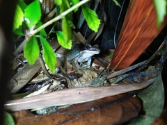 Chalcorana chalconota